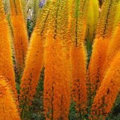 Эремурус " Клеопатра" (корневище)