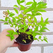 спірея японська Albiflora у горщику 0,3 л, білоквіткова