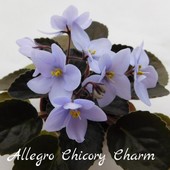 Allegro Chicory Charm (J. Stromborg) - доросла , цвіте