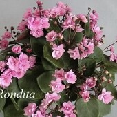 Rondita - вкорінений лист