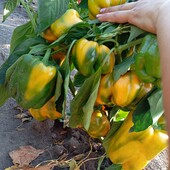 .Перець солодкий Сонячні Близнюки, 15 насінин,