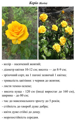 Фото №1