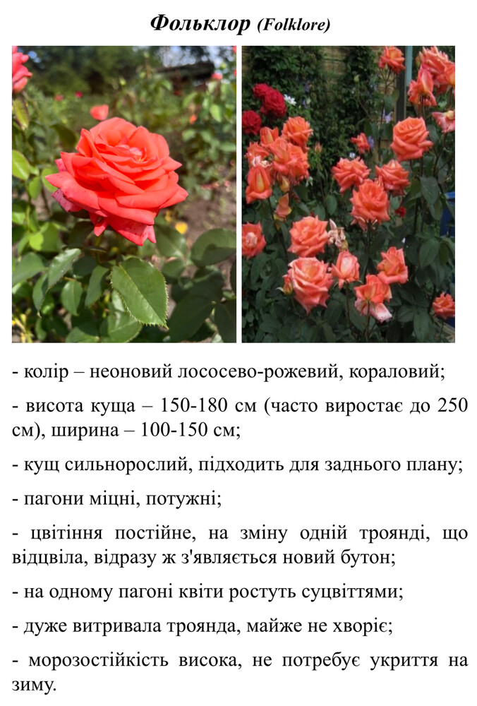 Фото №2