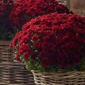 хризантема мультифлора Power Red, у лоті кущ 