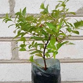 спірея японська Albiflora у горщику 0,5л, білоквіткова( як на фото)