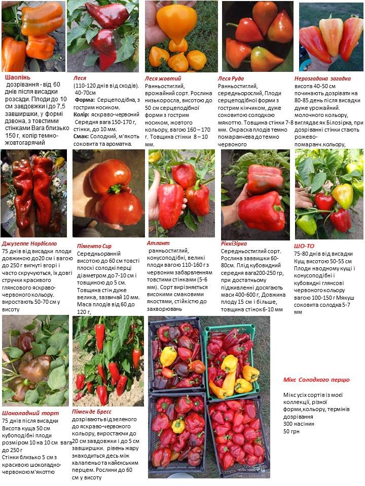 Фото №2