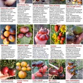 насіння томатів, 10-30 насінин , в залежності від сорту