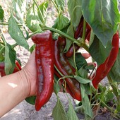 Велетенський солодкий перець Іпанський мамонт, 15 насінин