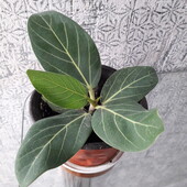 Фікус Бенгальський Audry