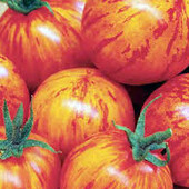 Насіння томату Тигреня, ранній сорт. 50 шт!!!.