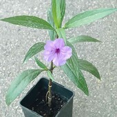 Руэллия Бриттона или мексиканская петуния