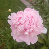 Пион нежно-розовый (корневище)