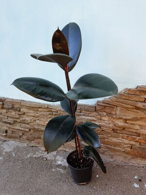 Фото №1 class=