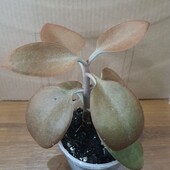 Каланхое. Сорт Orygalis.