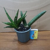 Сансевиерия