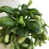 Emerald Belle - дітка