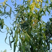 верба японська звивистаTортуоза Матсудана, горщик 1 л, висота 55+ см