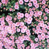 мініатюрна хризантема мультифлора Knipe pink,у лоті кущ 