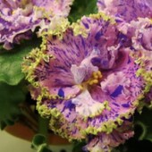 ЛЕ-Кассиопея- вкорінений лист