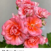 Пеларгонія Леді Вінтер