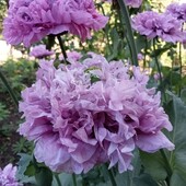 Мак сортовой семена