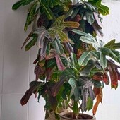 Молоді кротончики.