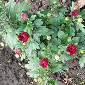 Хризантема