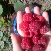 Садженці малини Харітейдж