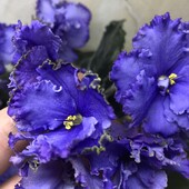 ЕК-Афродита- вкорінений лист