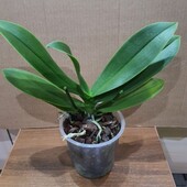 Орхидея фаленопсис. Цвет сюрприз