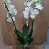 Орхидея фаленопсис.