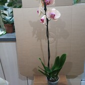 Орхидея фаленопсис.