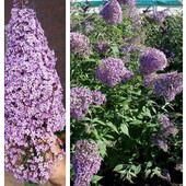 Буделия Gulliver 2 х річний 40/45 висота