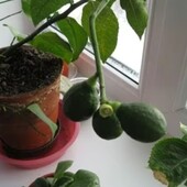 Авокадо элит саженц 1шт., отросток