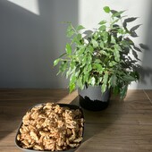 Чищені горіхи відбірні половинки 2025р 1кг