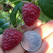 4 шт !! Малина Полка, Полька, ремонтантная, Посадочный материал с корнем, крупная, сладкая,