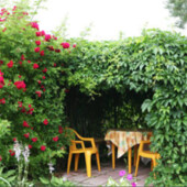 Лиана, зелень на заборы, беседки. Посадочный материал Девичий Виноград 10 шт + Подарки! + Секрет!