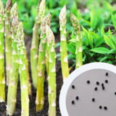 Спаржа насіння аспарагус багаторічна заячий холодок садовий 1 грам - приблизно 50 шт при посадці п