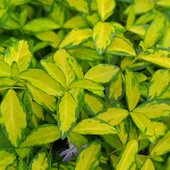 барвінок сортовий Illumination у горщику