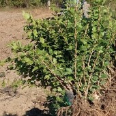 Аґрус без колючок