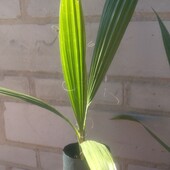 Пальма кімнатна