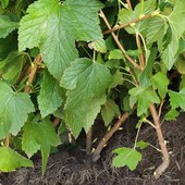 Сортовая смородина