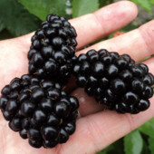 10 шт ! Бесшипная крупная ежевика Полар. Черенки 10 шт в лоті