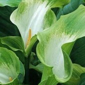 Калла Зеленая Богиня»