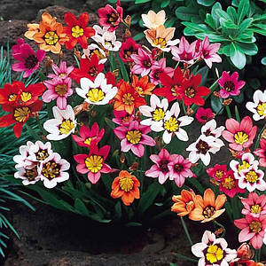 Фото №1 class=