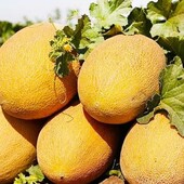 Horus, Італія.Диня Ананас. Солодка, смакує як ананас.