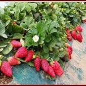 клубника Флорида фестиваль