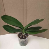 Орхідея Heroes