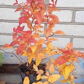 спірея японська рожева Деністар у горщику  1 л ( див фото) 