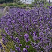 лаванда сорт Munstead , у лоті останній,гарна пора для посадок 